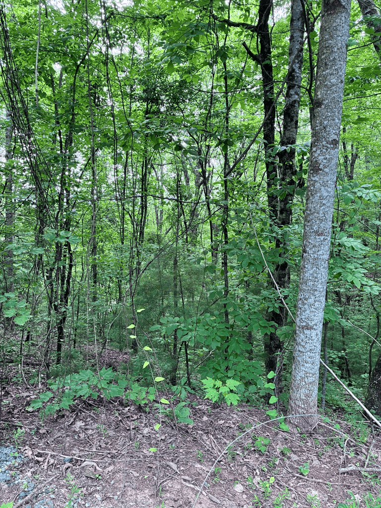 829 Morton Drive, Ellijay GA 30540 - Photo