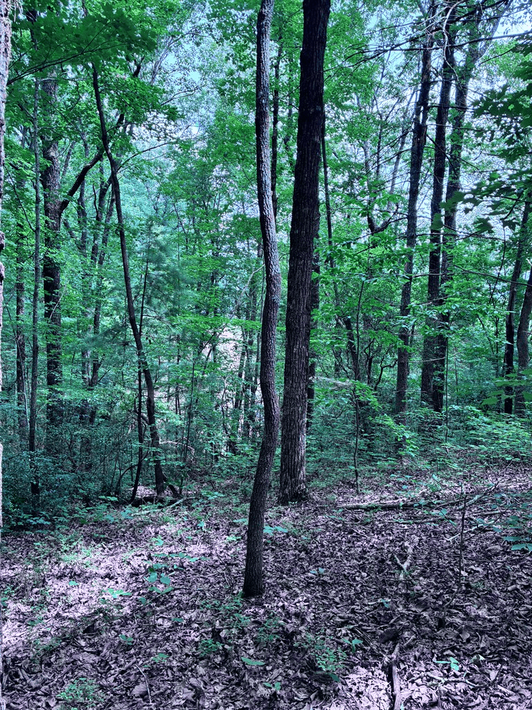 829 Morton Drive, Ellijay GA 30540 - Photo