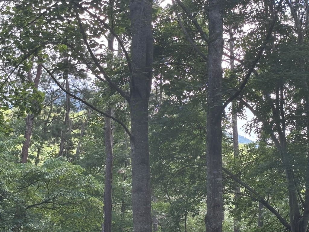 1163 Tipton Springs Road, Morganton GA 30560 - Photo