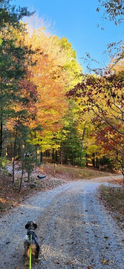 832 Scenic Mountain View Road, Blue Ridge GA 30512 - Photo