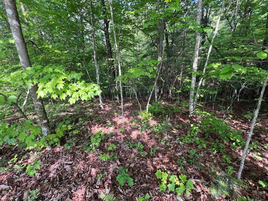9 + Acre Leonard Lane, Murphy NC 28906 - Photo