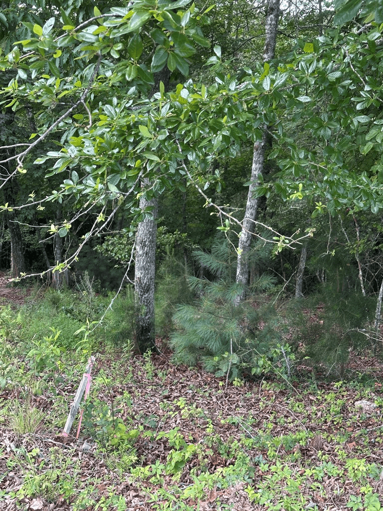 Lot 112 Fawn Way, Mineral Bluff GA 30536 - Photo