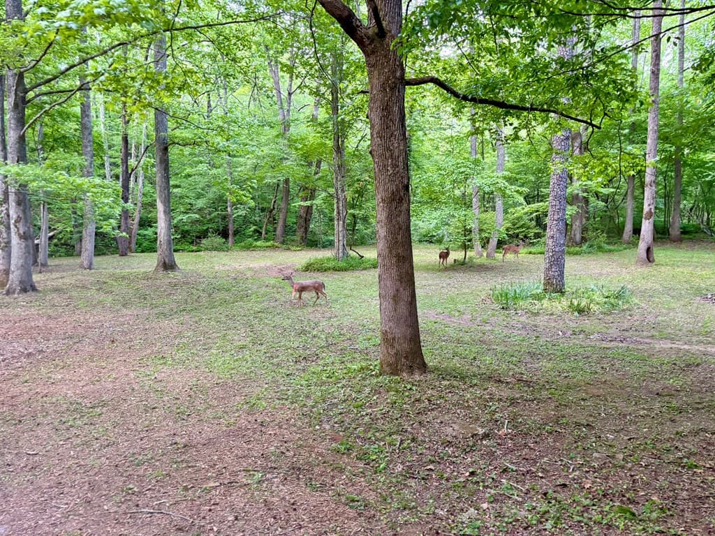 Lt 5 Spiva Cove Road, Blairsville GA 30512 - Photo