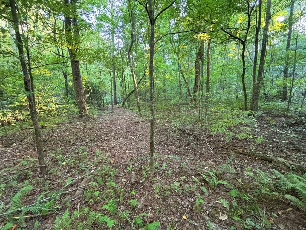 442 Mt. Springer Road, Ellijay GA 30540 - Photo