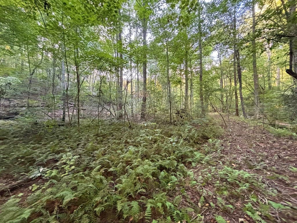 442 Mt. Springer Road, Ellijay GA 30540 - Photo