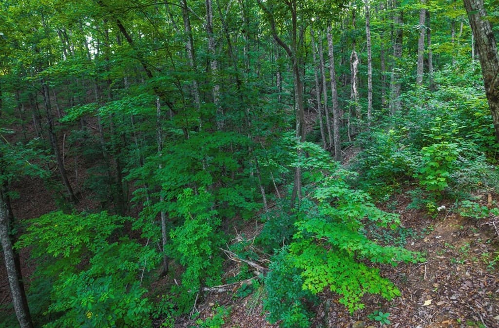 Lt 760 Morton Drive, Ellijay GA 30540 - Photo