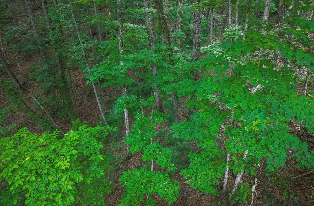 Lt 760 Morton Drive, Ellijay GA 30540 - Photo