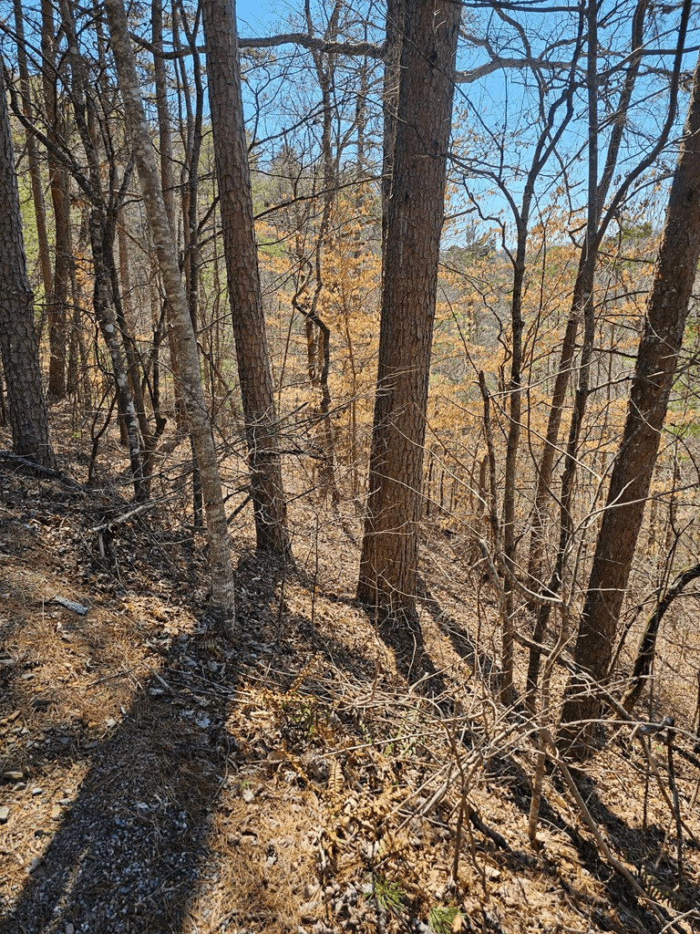 LOT26 Oak Ridge Way, Ellijay GA 30536 - Photo