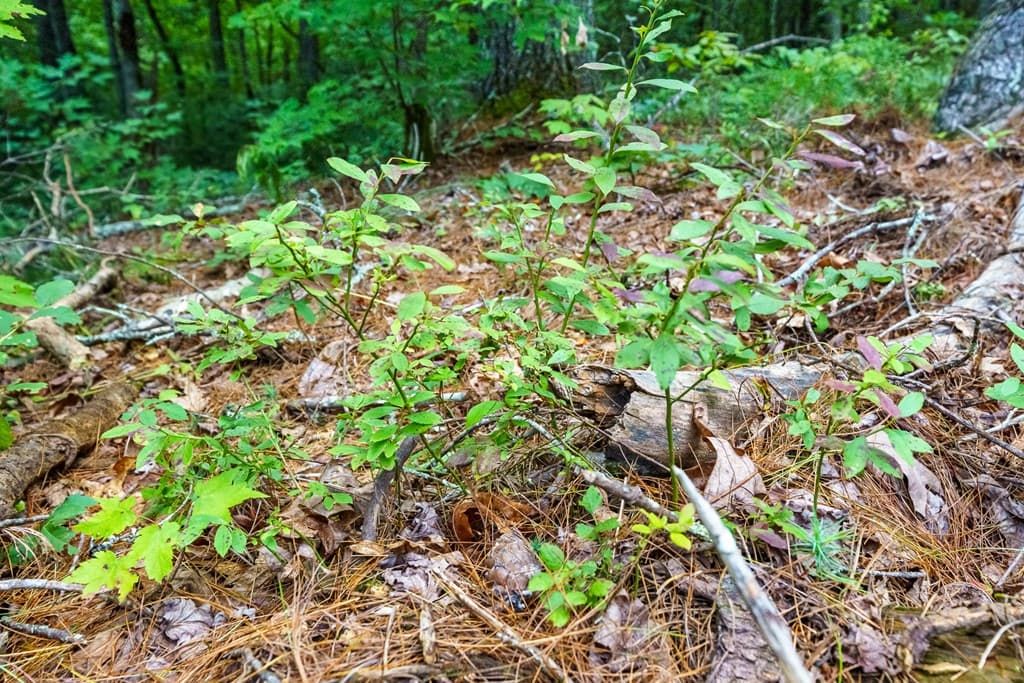 2.31Acre Higdon Creek Road, Blue Ridge GA 30513 - Photo