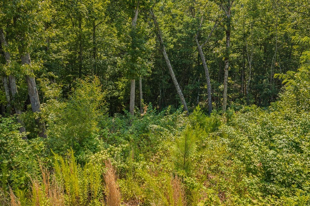 lot 84 High Summit Drive, Ellijay GA 30540 - Photo