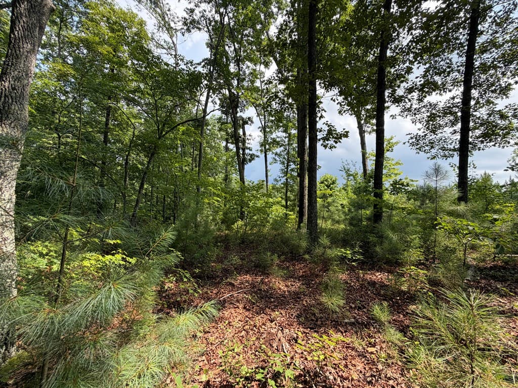 Lot 166 Pinnacle Drive, Ellijay GA 30540 - Photo