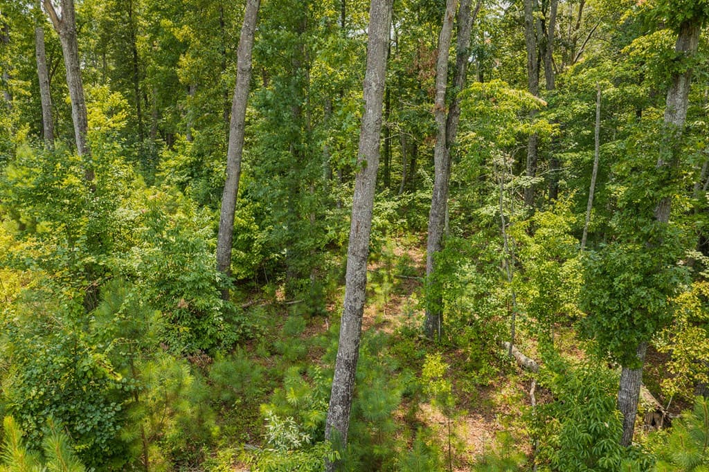 Lot 166 Pinnacle Drive, Ellijay GA 30540 - Photo