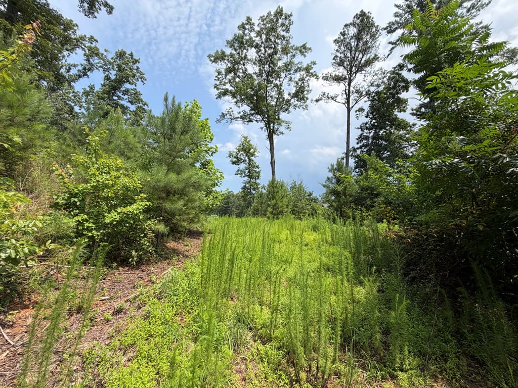 Lot 166 Pinnacle Drive, Ellijay GA 30540 - Photo