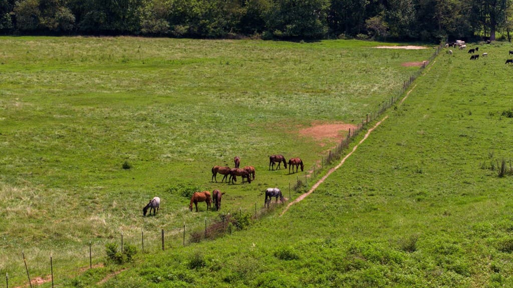 51.20 AC Bethabara Road, Hayesville NC 28904 - Photo