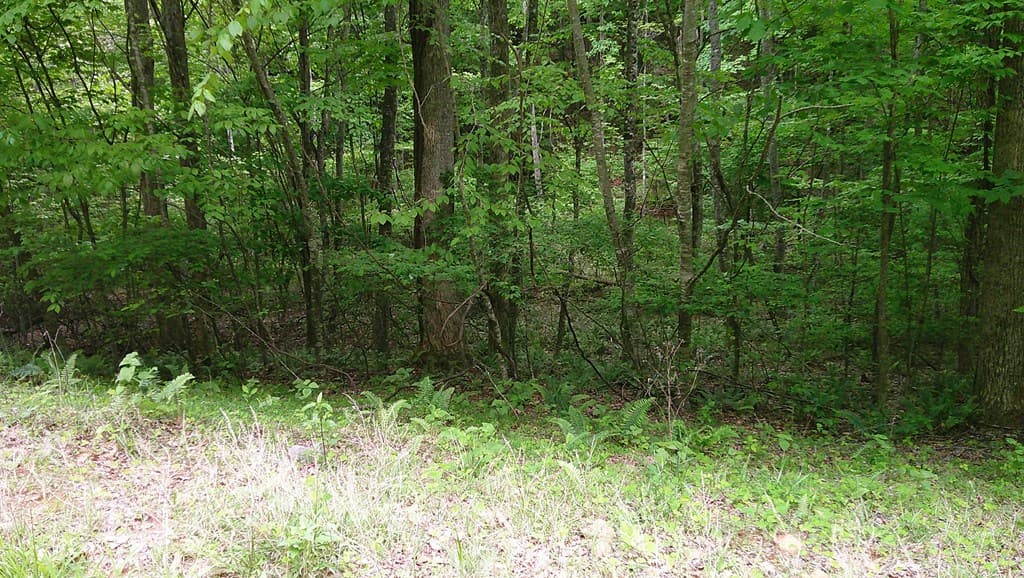 00 Tracks Hollow, Murphy NC 28906 - Photo