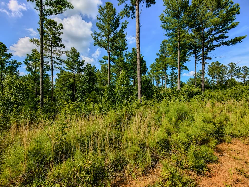 Lot 62 Seven Mile Creek Road, Talking Rock GA 30175 - Photo