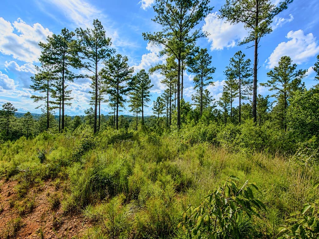 Lot 62 Seven Mile Creek Road, Talking Rock GA 30175 - Photo