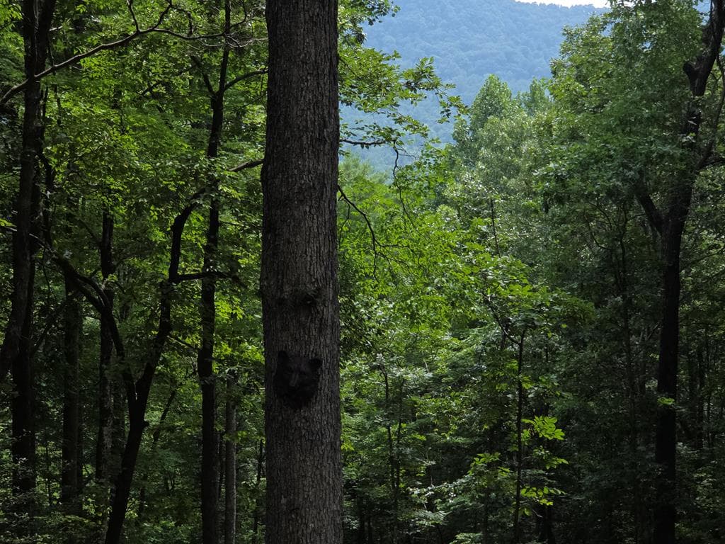 150 Trail Tree Drive, Blairsville GA 30512 - Photo