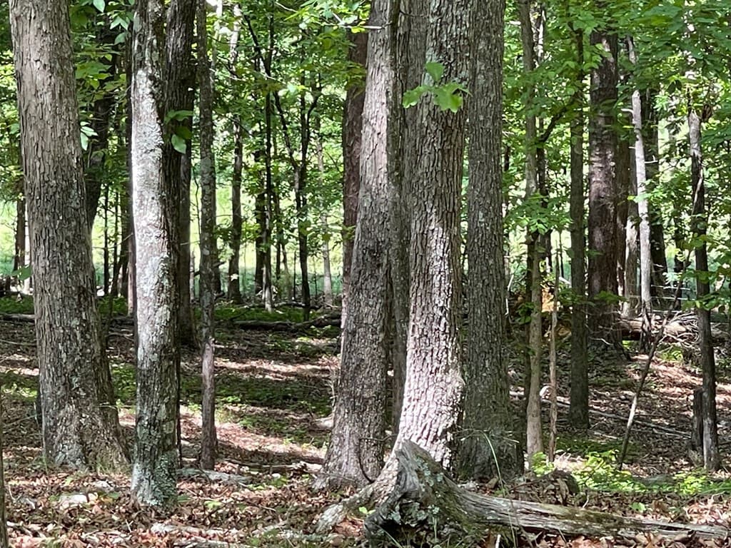 TRACT1A Chalcrest Way, Cave Spring GA 30124 - Photo