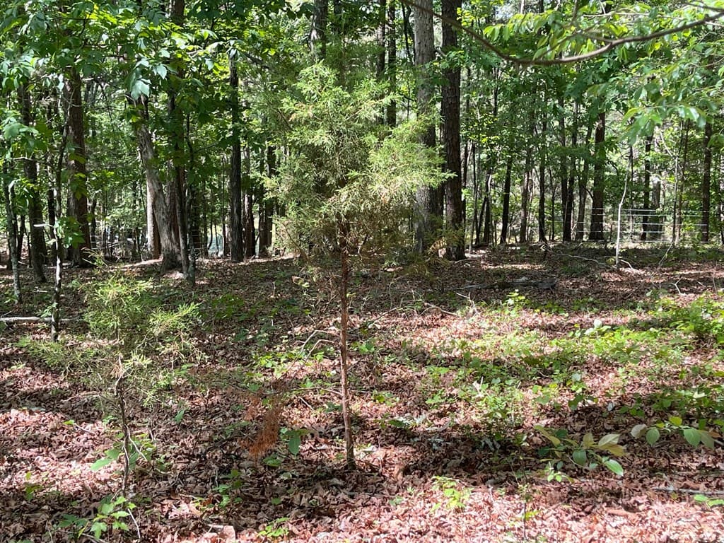 TRACT1A Chalcrest Way, Cave Spring GA 30124 - Photo