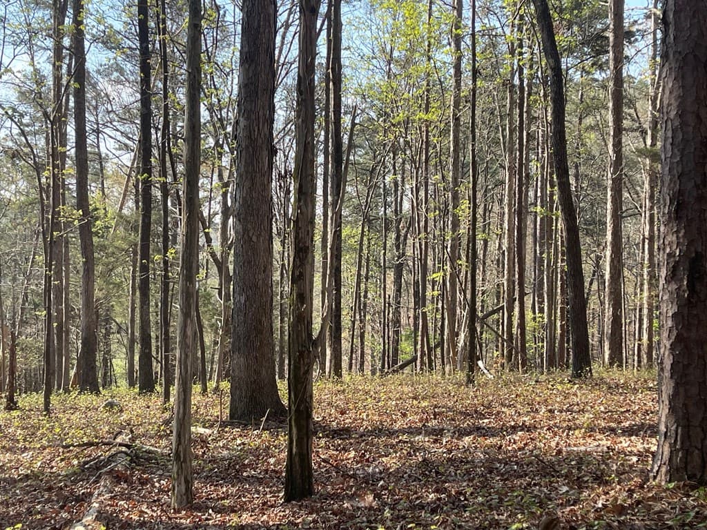 TRACT1B Chalcrest Way, Cave Spring GA 30124 - Photo