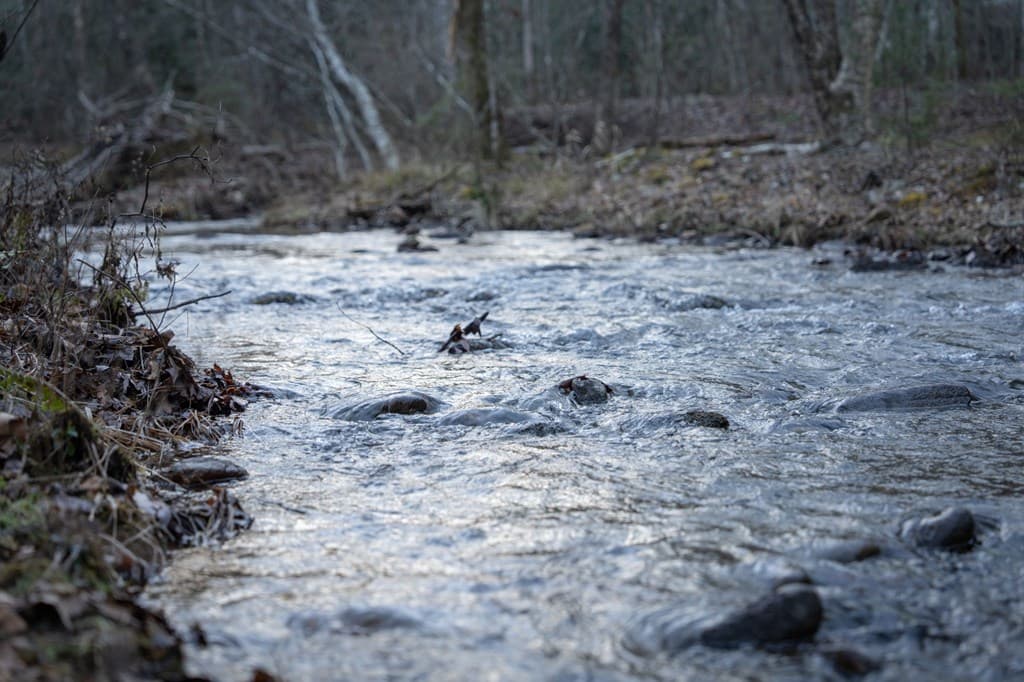 490 Red Wolf Run, Franklin NC 28734 - Photo