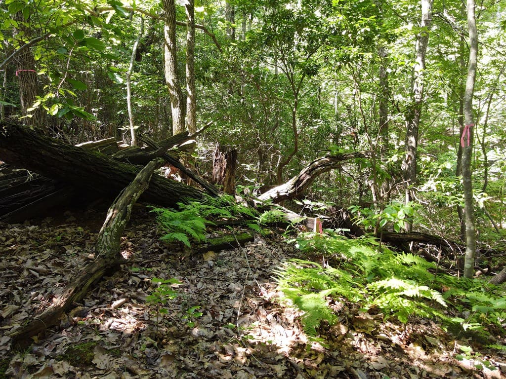 0 Bald Eagle Path, Cleveland GA 30528 - Photo