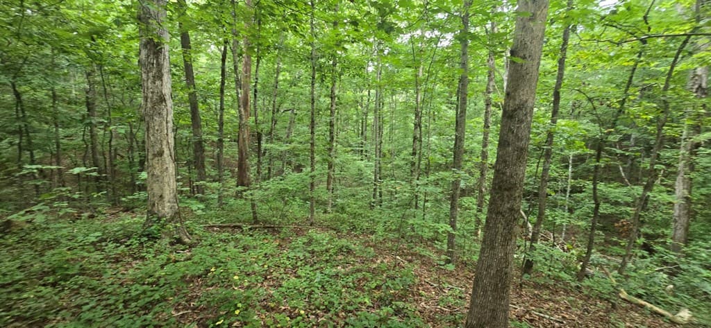 LOT 9 Harris Creek Drive, Ellijay GA 30540 - Photo