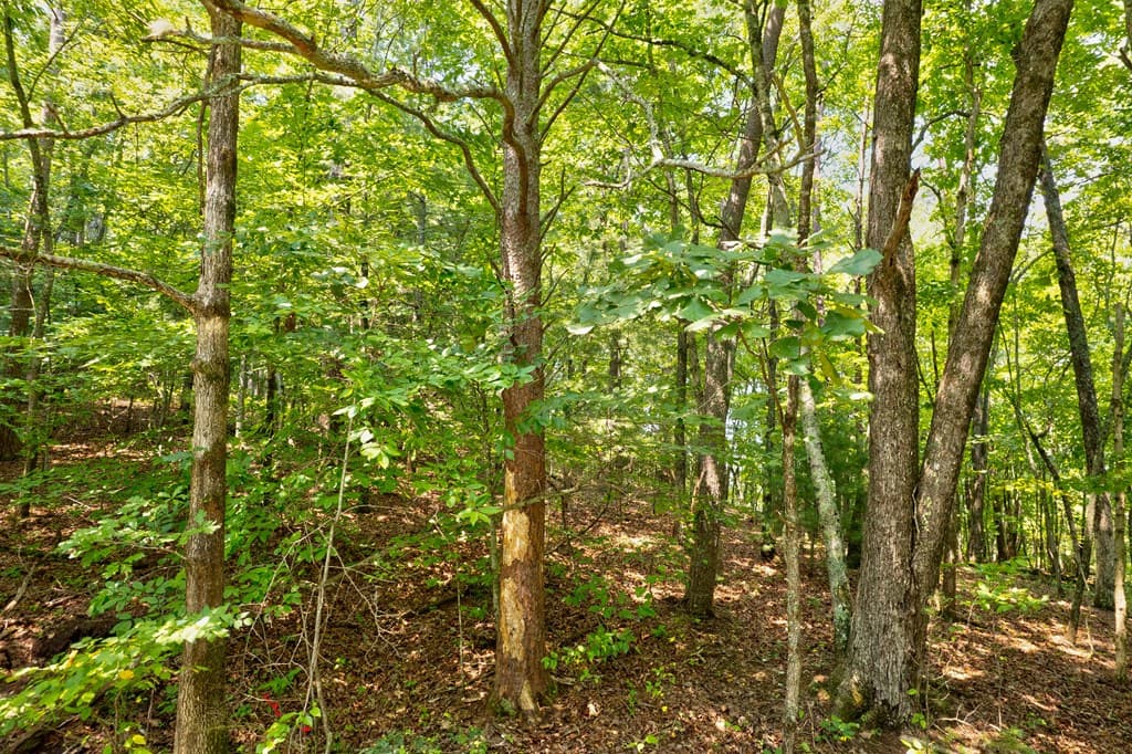 0 Shady Lane, Mineral Bluff GA 30559 - Photo