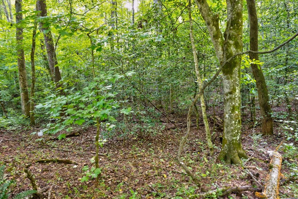 0 Wolf Pen Trail, Ellijay GA 30540 - Photo