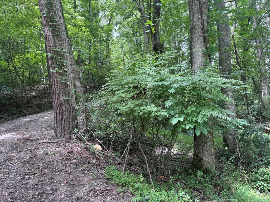 5 Trillium Lane, Brasstown NC 28902 - Photo