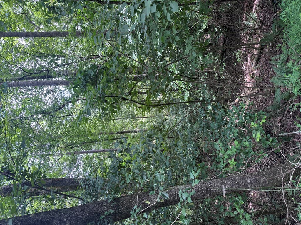 5 Trillium Lane, Brasstown NC 28902 - Photo