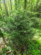 00 Vincent Colvin Road, Robbinsville NC 28771 - Photo