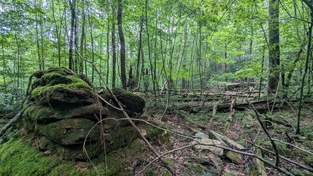 N/A Roy Road, Ellijay GA 30536 - Photo