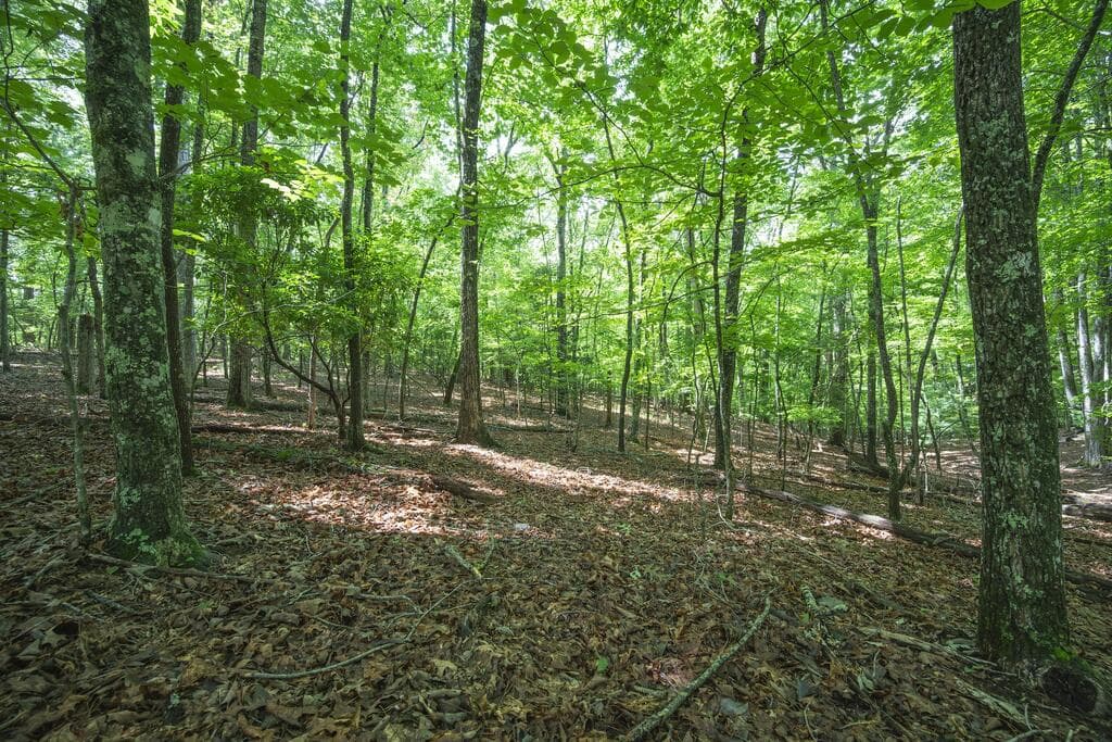 LOT 19 Gibbs Trail, Mineral Bluff GA 30559 - Photo