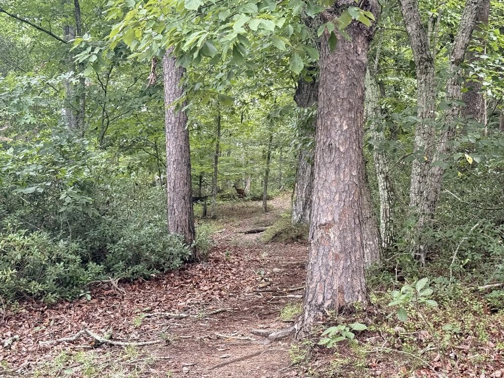 3828 James Ed Road, Gainesville GA 30506 - Photo