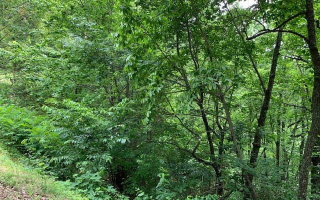 Lot 50A Eagles View, Hayesville NC 28904 - Photo