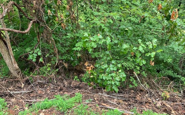 Lot 50A Eagles View, Hayesville NC 28904 - Photo