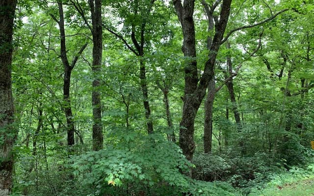 Lot 50A Eagles View, Hayesville NC 28904 - Photo