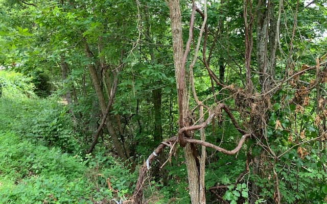Lot 50A Eagles View, Hayesville NC 28904 - Photo