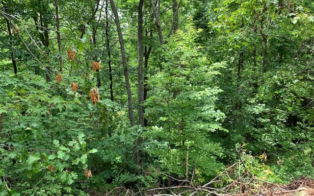 Lot 50A Eagles View, Hayesville NC 28904 - Photo