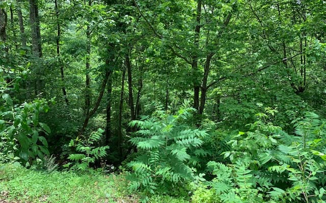 Lot 50A Eagles View, Hayesville NC 28904 - Photo