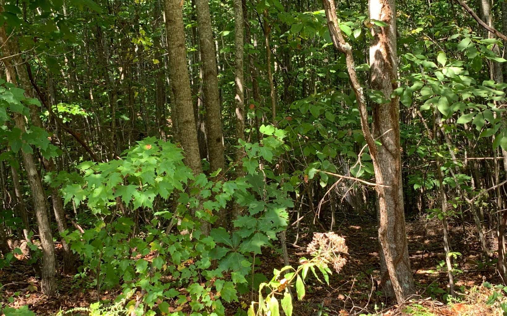 Lot 26 Lake Forest Estates, Hiawassee GA 30546 - Photo