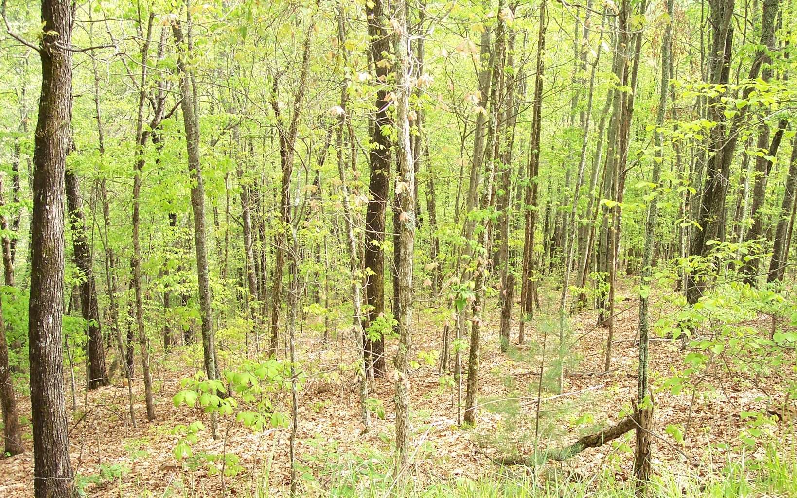 4 Thunder Road, Hayesville NC 28904 - Photo