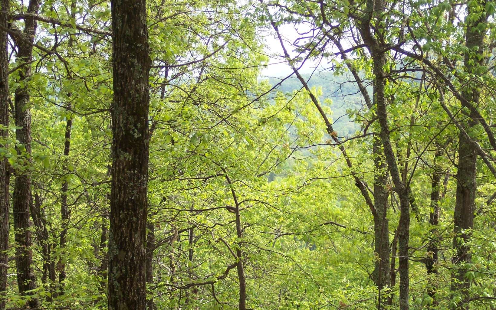 5 Thunder Road, Hayesville NC 28904 - Photo