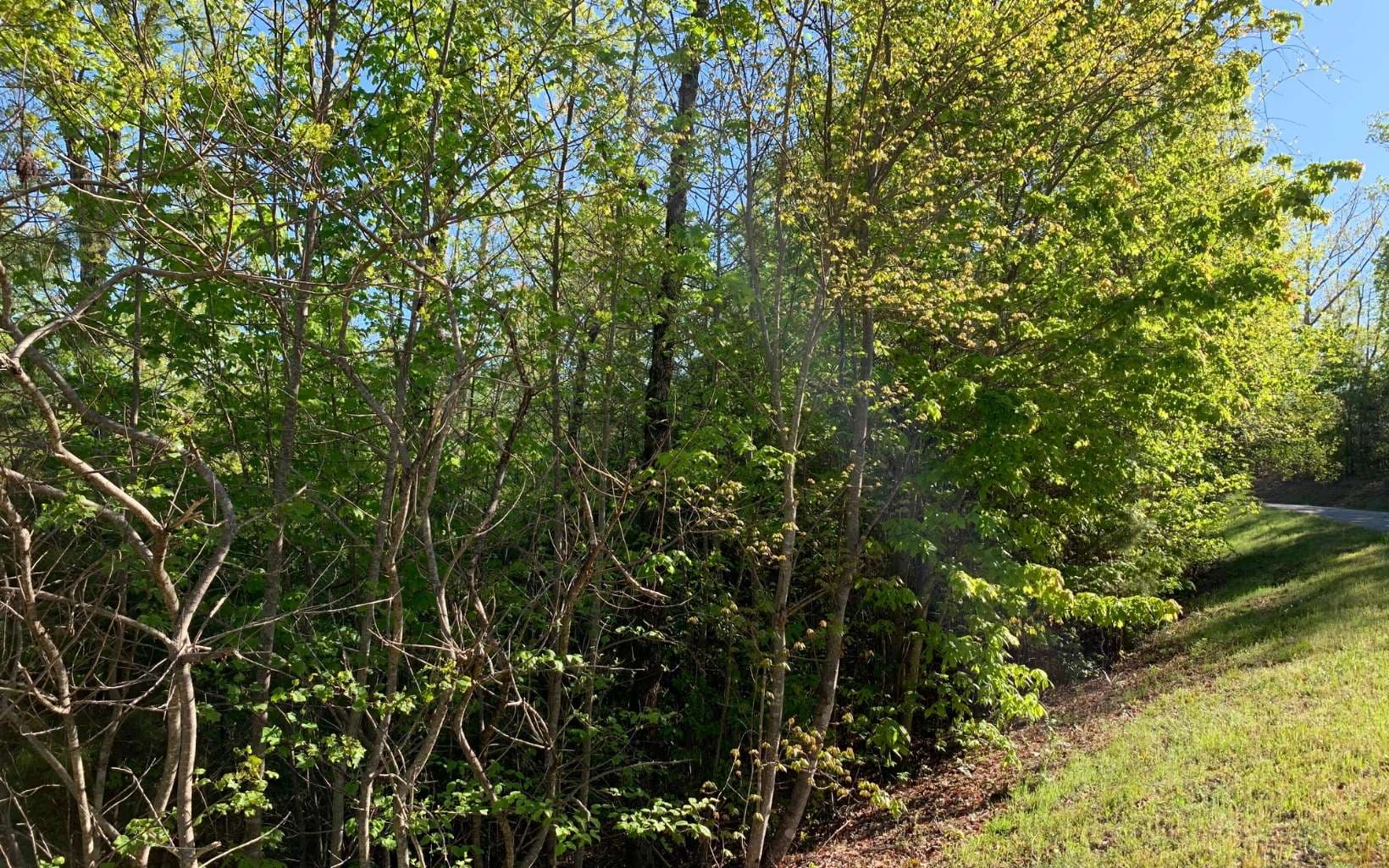Lot 57 Fires Creek Cove Road, Hayesville NC 28904 - Photo