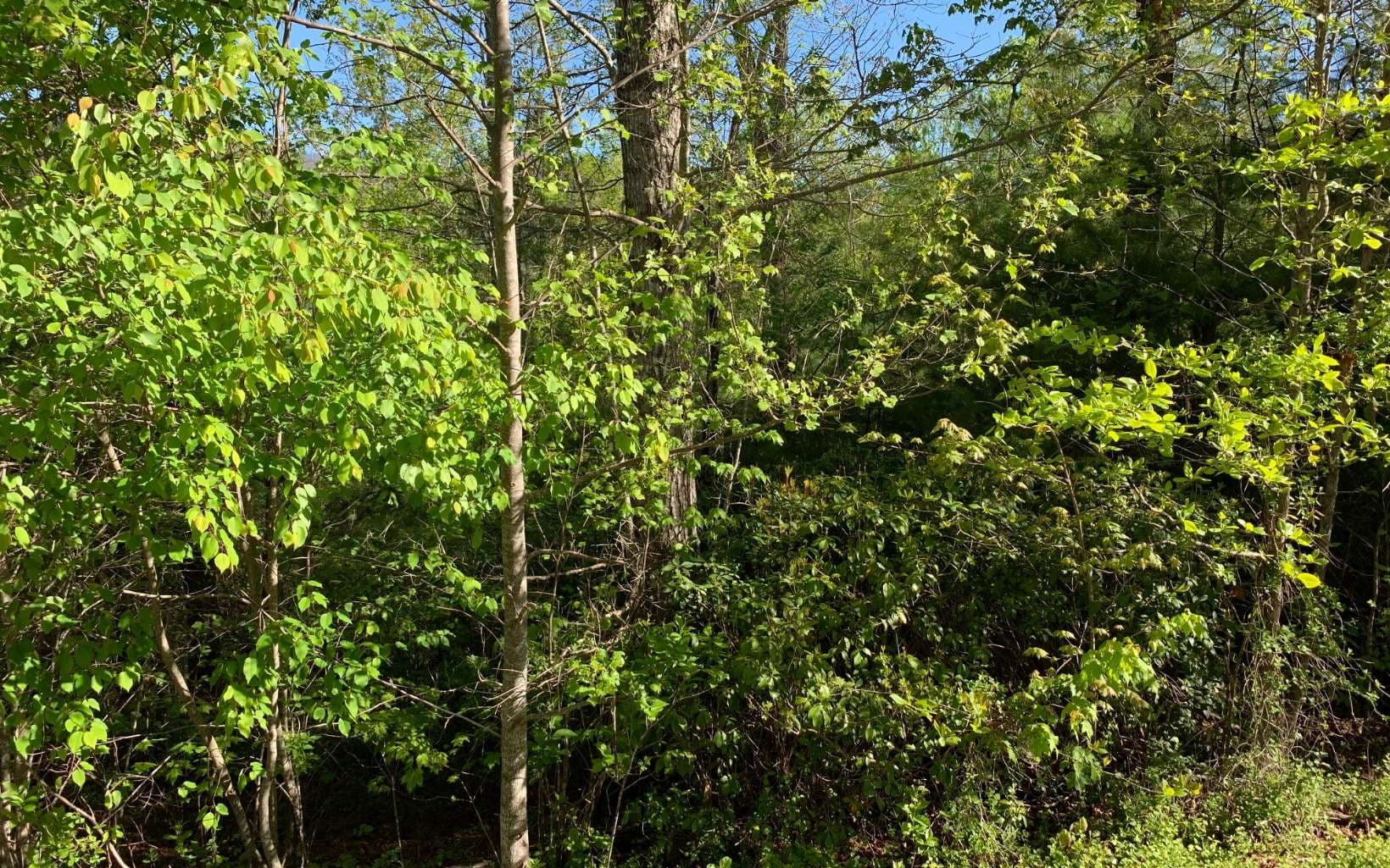 Lot 57 Fires Creek Cove Road, Hayesville NC 28904 - Photo