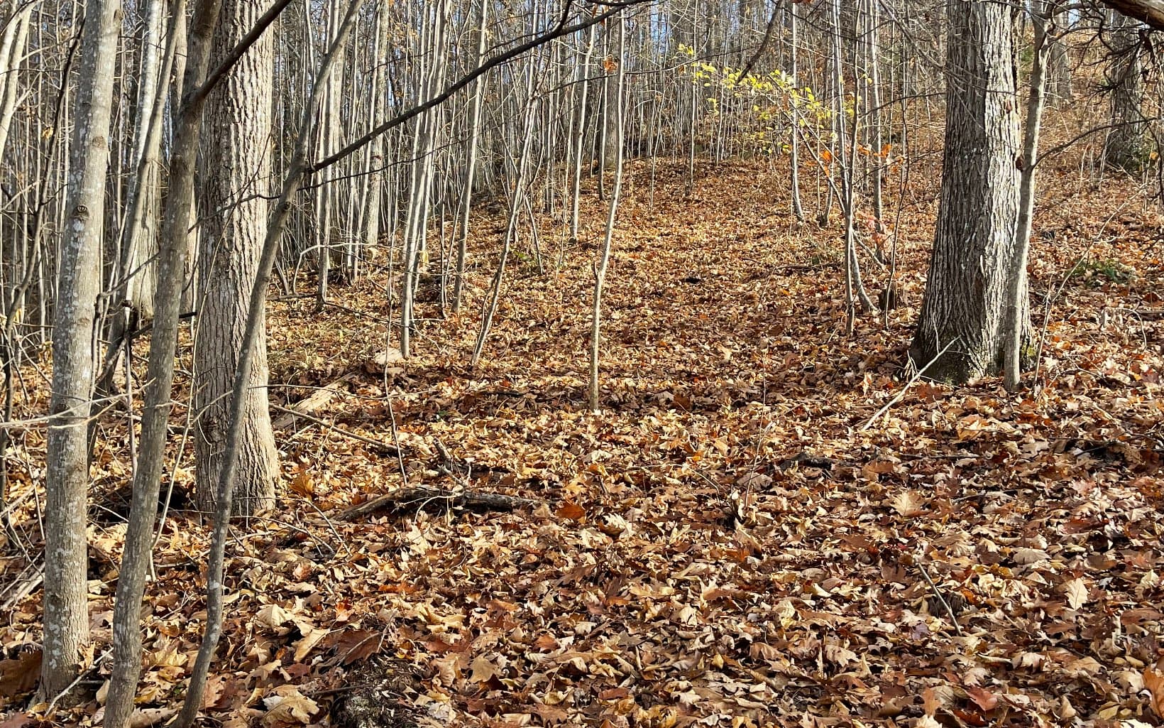 Lot 19 Bear Trail, Hiawassee GA 30546 - Photo