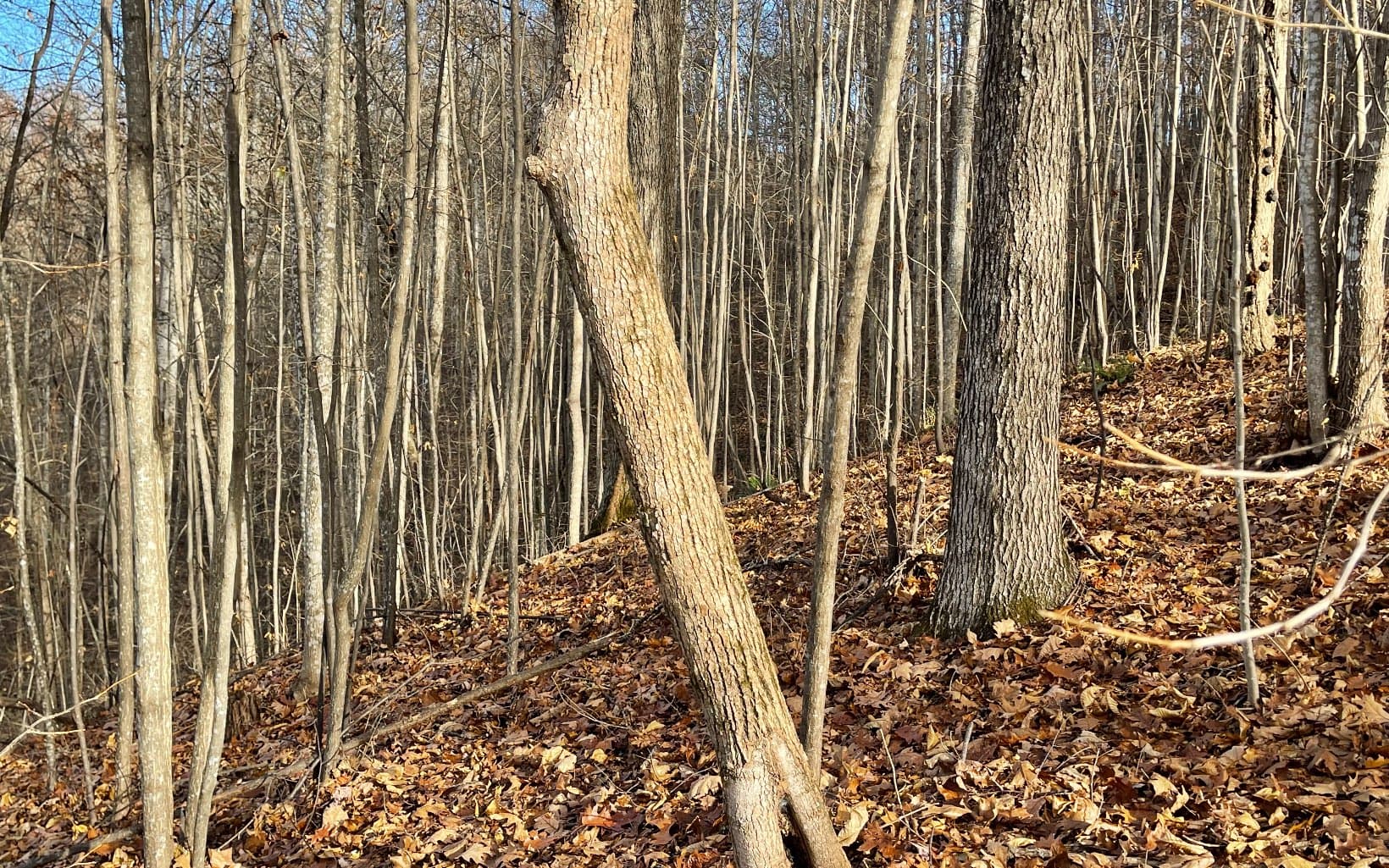 Lot 19 Bear Trail, Hiawassee GA 30546 - Photo