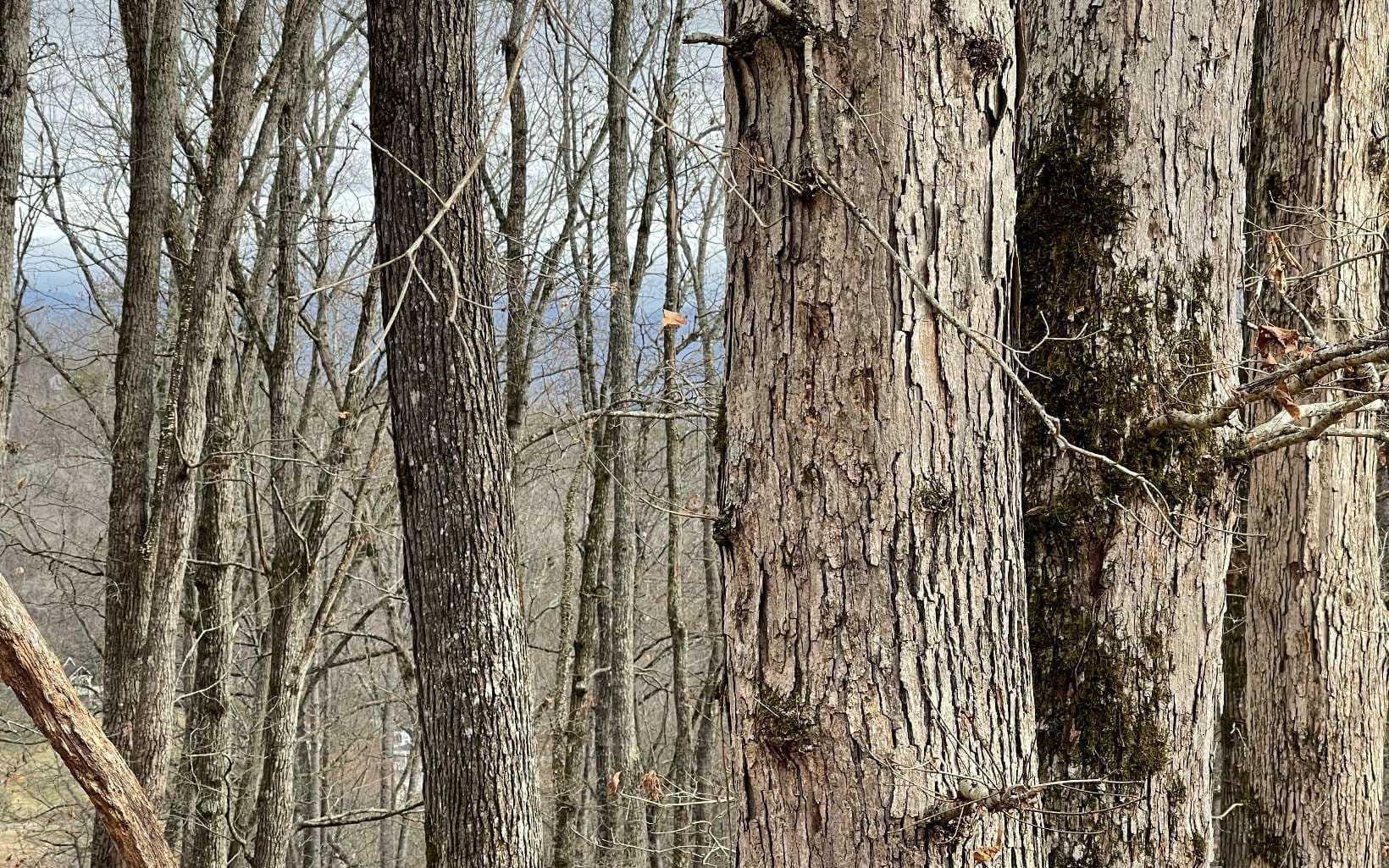 Lot 1C Lakewood Hills, Hayesville NC 28904 - Photo